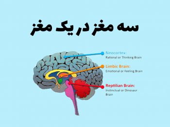 سه مغز در یک مغز